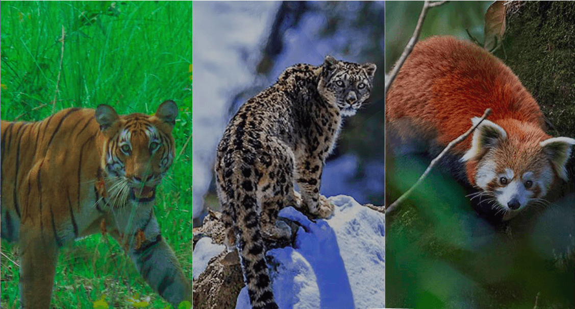 Banner for  Wildlife Encounters on Nepal’s Trekking Trails: What to Look Out For